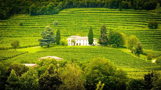 Wohen auf den Weinbergen von Weinböhla