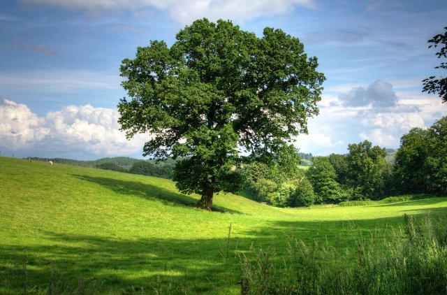 fruchtbares Land in Zöllmen zu verkaufen